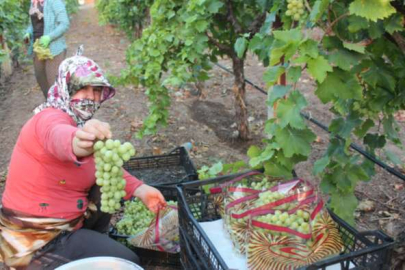 Manisa'da rekor sıcaklıkta üzüm mesaisi
