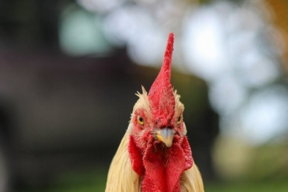 Neden korkak insanlara "tavuk" denir?