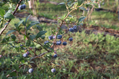Türkiye’nin en büyük tarlasında ''Mavi yemişte'' ihracat zamanı