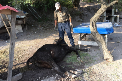 Otlamaya çıkıp, küflenmiş kuru ekmek yiyen inekler çatlayıp telef oldu