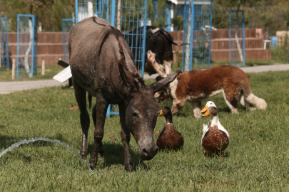 Çanakkale’deki yangın mağduru eşşek Ceren kurtuldu! Emekliye ayrıldı