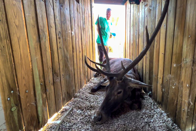 Türkiye’nin ‘Maldivleri’ kızıl geyiklerine kavuştu