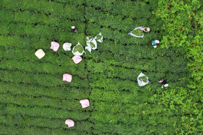 Sıcaklar yaş çayı yaktı, üretim yarıya düştü