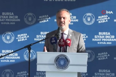 Bursa’nın 'Siyah incisi’nde hasat başladı