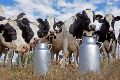 İnekler kesime gitti kovada süt kalmadı!