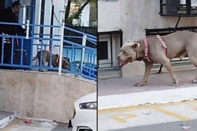 Okul bahçesinde pitbull paniği! Ekiplere haber verildi
