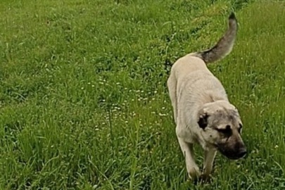 Çoban köpeği "Bozo" bıçaklanarak öldürüldü!
