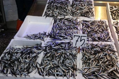 Hamsi sezonu erken başladı