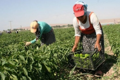 Tarımda üretici enflasyonu yükseldi