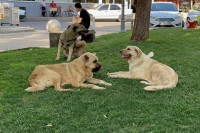 Sahipsiz köpeğin saldırısına uğrayan çocuk yüzünden yaralandı