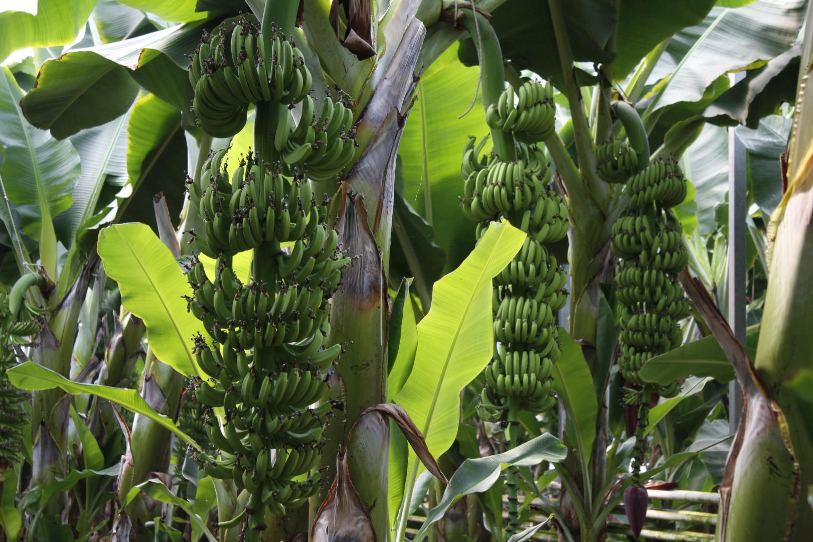 Balıkesir muzu jeotermal serada yetişiyor