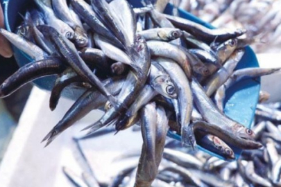 Hamsi bolluğu yaşanıyor! Fiyatı 50 liraya kadar geriledi