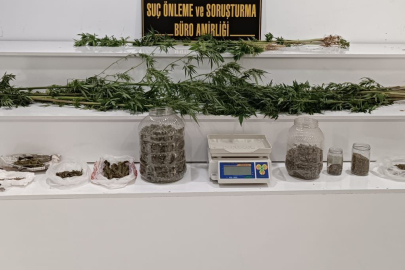 Ceviz bahçesinde uyuşturucu