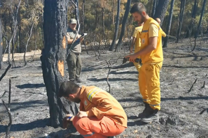 Dron ile yanan alanın bilançosu çıkarılıyor! Karadan kesilecek ağaçları belirleniyor