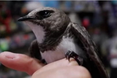 Gizemli Ebabil kuşu: Nadir görülen türü