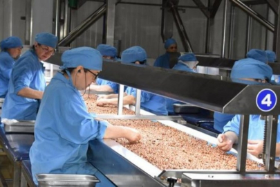 Türk fındığı ihracat yolunda! Hedef 280 bin ton