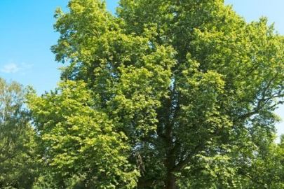 Ağaçlar bize ne öğretir?