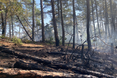 Bursa'da o ildeki ormana yangını için seferber oldu!
