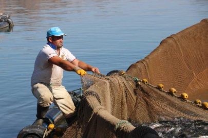 Türk somonu dünyaya yayılıyor