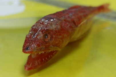 'Synodus Randalli' balık türü Akdeniz'de ilk kez görüldü!