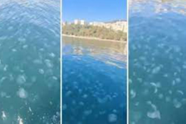 Bursa'nın o ilçesinde denizanası istilası! Binlerce...