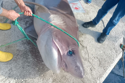 KURŞUNLU’DA 4 METRELİK KÖPEK BALIĞI AĞLARA TAKILDI