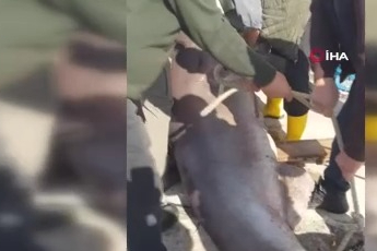 Jaws'la özçekim...