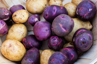 Mor patates ekimi için ilk adım atıldı