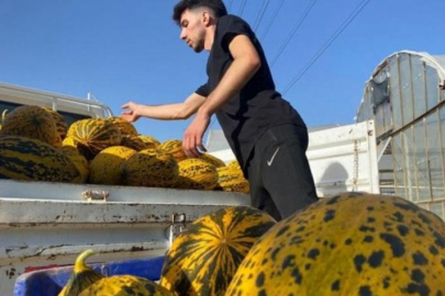 Kavun hasadı üreticinin yüzünü güldürüyor