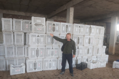 Zeytin üreticilerini mağdur etti