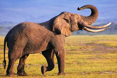 Ardahan’da fil paniği!