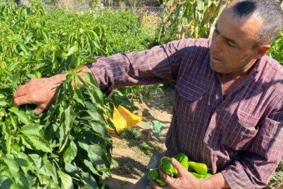 Coğrafi işaretli Cemele biberi Kırşehirli çiftçilerin geçim kaynağı oldu