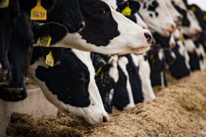 Hayvancılıkta verim destek projeleriyle artırılıyor