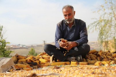 Kahramanmaraş'ta mısır hasadı sona erdi