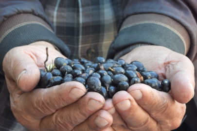 Binbir zahmetle üretiliyor, litresi 180 ila 200 liradan satılıyor