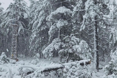 Bursa’da ağaç, elektrik direğinin üzerine devrildi