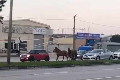 Başı boş atlar trafikte! Yürekleri ağza getiren o görüntüler