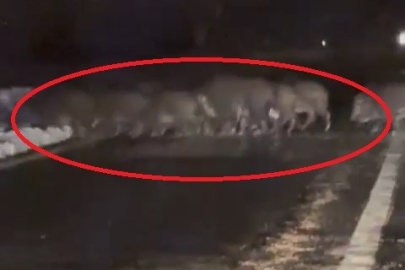 Domuz sürüsü yola indi! O anlar...