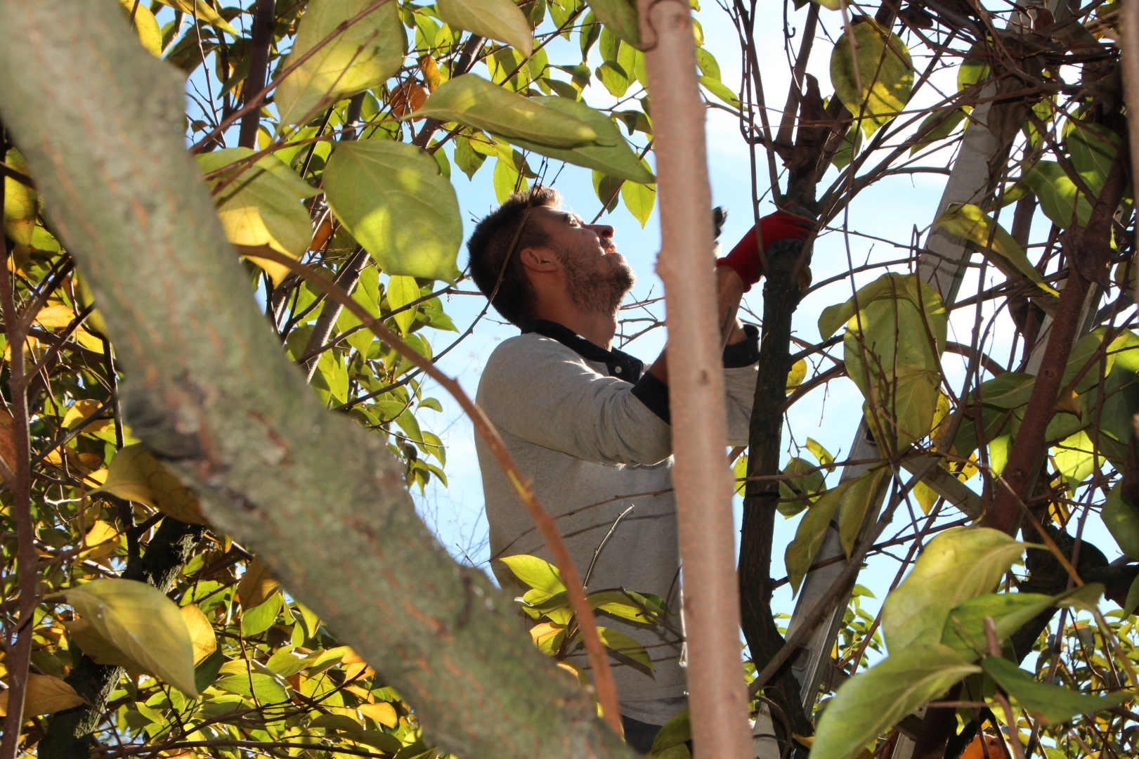 Yaşı 15, kurusu 200 lira