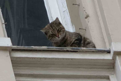 Film gibi kedi kurtarma operasyonu