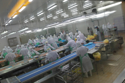 Japonya’da kuş gribi nedeniyle 72 bin kümes hayvanı itlaf edilecek