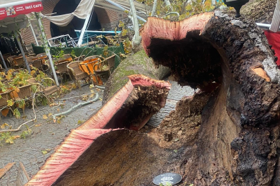 Bursa'nın Tarihi Kozahanı'nda fırtına!  250 yaşındaki tarihi çınar da dayanamadı