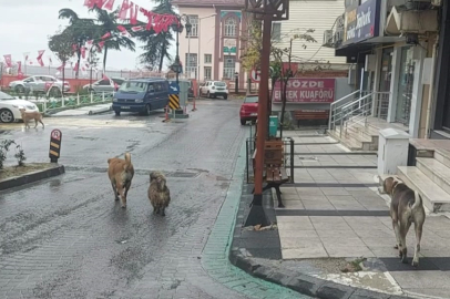 Depremden hemen sonra sokakta çok sayıda köpek gözlendi