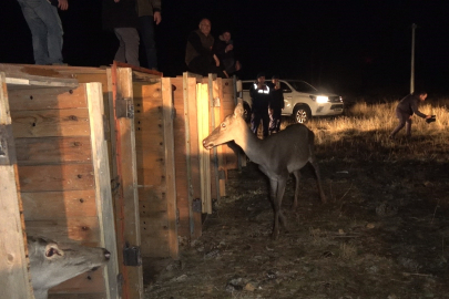 Eskişehir’den Salda Gölü’ne sandıklı  kızıl sürprizleri