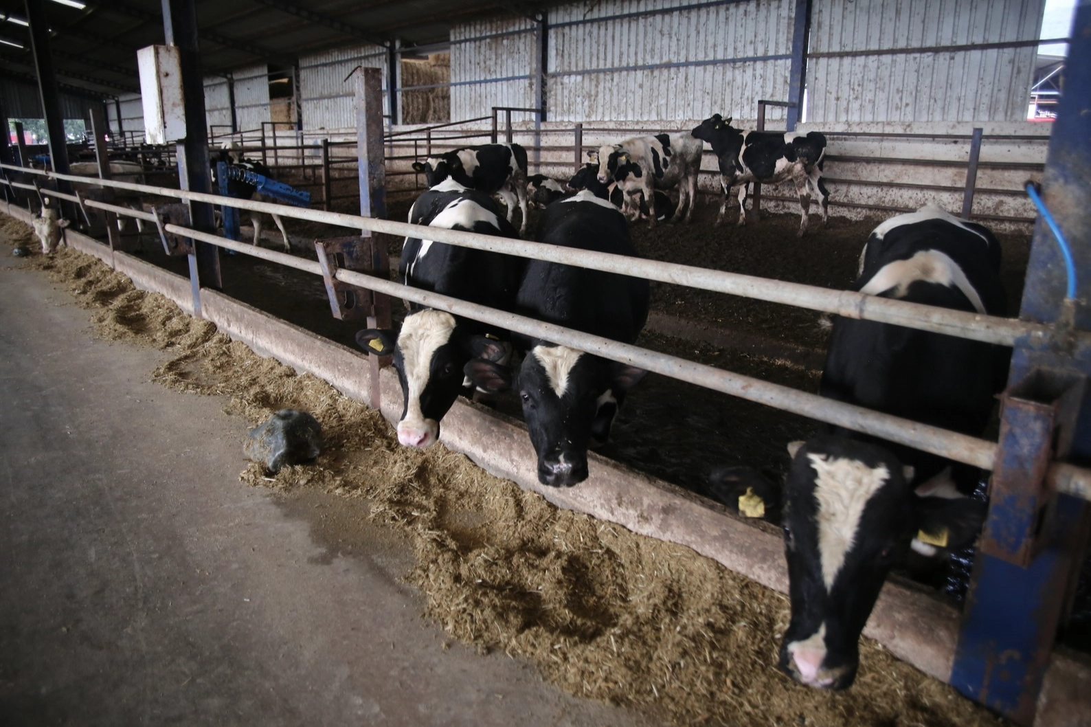 Elektrik elektronik mühendisi iki kardeş 8 yıl önce aldıkları kararla mesleklerini bırakıp çiftlik kurdu. 