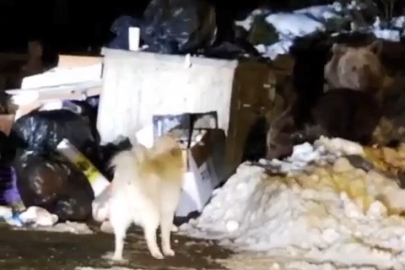 Bir türlü kış uykusuna yatmadılar! ‘Uyuyamayan’ ayı ailesi ve köpeğin kavgası kamerada