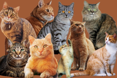 Yeni bir araştırma kedilerin 2 binden fazla türü tükettiğini gösterdi