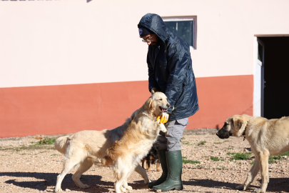 Artık hayvan sahiplenmek daha kolay