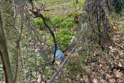 BURSA'DA HIRSIZLAR BAĞ EVLERİNE DADANDI