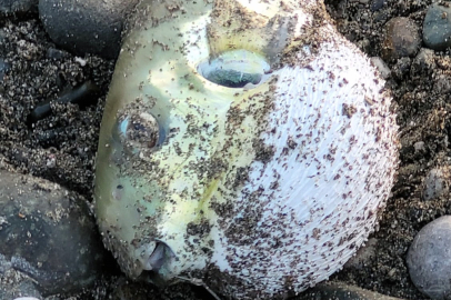 Hatay'da Balon Balığı Zehirlenmesi